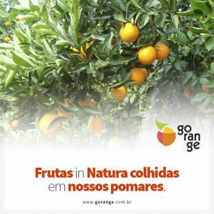 Frutas ctricas in Natura