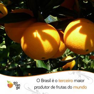 Brasil  o terceiro maior produtor de frutas do mundo