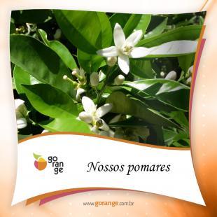 Nossos pomares