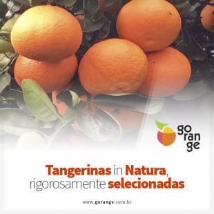 Tangerinas in Natura