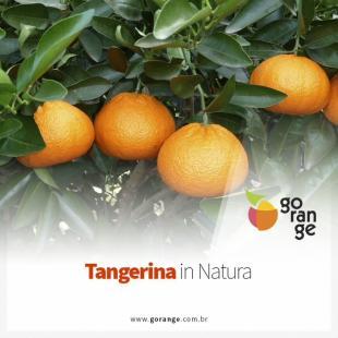 Tangerina in natura