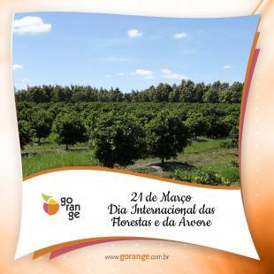 21 de Maro - Dia Internacional das Florestas e da rvore