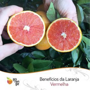 Conhea os benefcios da Laranja Vermelha