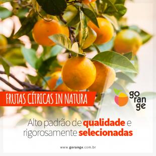 Frutas Ctricas in Natura de alto padro e Qualidade