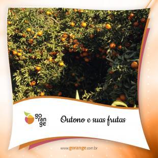 Outono e suas frutas